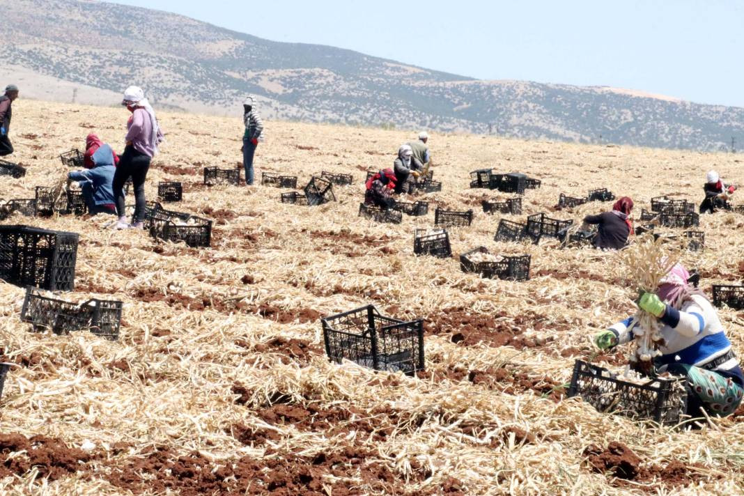 Tarlada 50 markette 100 lira! 8 bin işçiyle hasadı başladı - Resim: 2